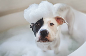 Best Shampoo For Pitbull Puppy 2022 Reviews Guide Best Shampoo For Pitbull Puppy 2022 Reviews Guide