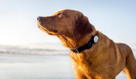 Top 5 Best GPS Dog Collar in 2025 (Reviews & Buying Guide)