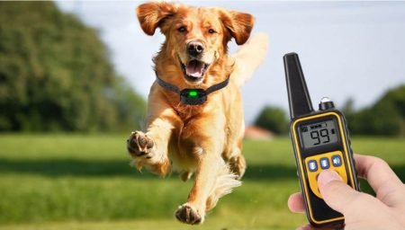 Top 10 Best Electric Dog Training Collars Reviews in 2025 ( Buying Guide )