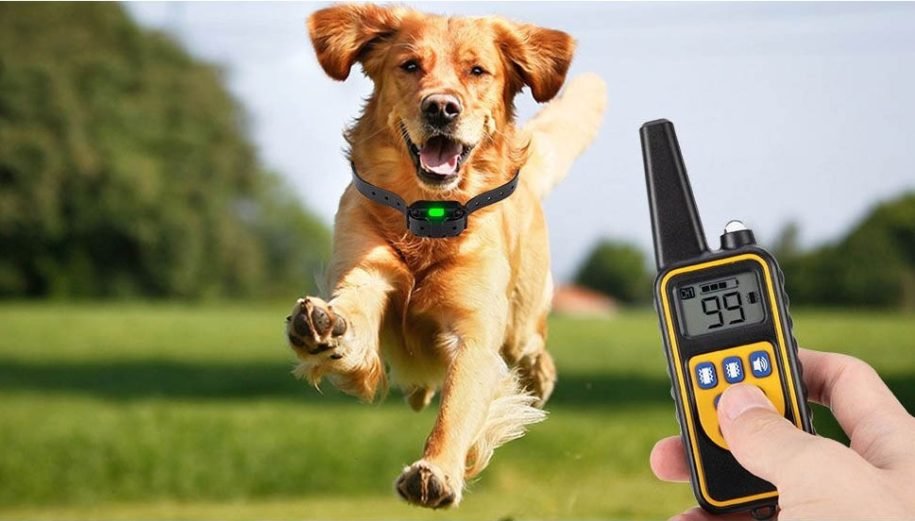 Top 10 Best Electric Dog Training Collars Reviews in 2025 ( Buying Guide )