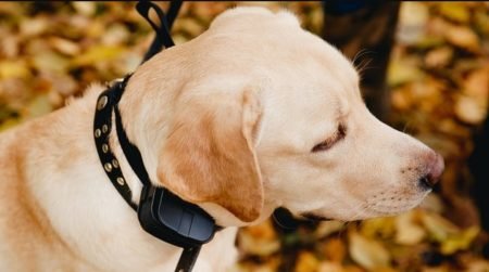 Top 6 Best Dog Shock Collar Reviews in 2025 ( Buying Guide )