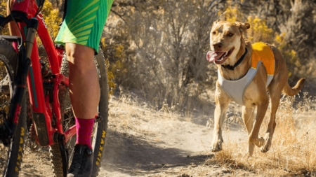 Top 10 Best Dog Cooling Vests in 2025 (Reviews & Buying Guide)