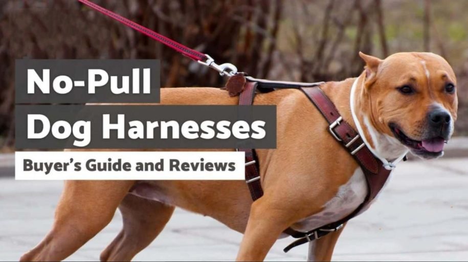 Top 10 Best No Pull Dog Harness for Large Dogs in 2026 (Reviews & Buying Guide)