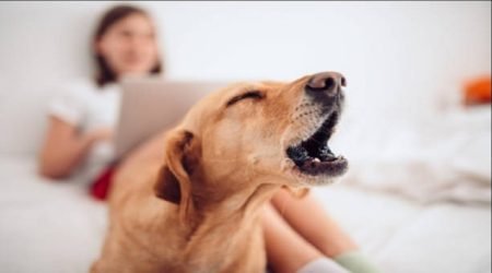 How Do I Stop My Dog from Barking? ( Complete Guide )