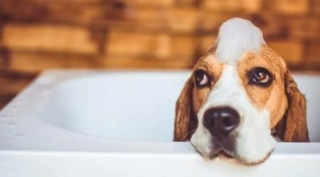 Top 10 Best Shampoo for Pitbull Puppy in 2025 (Reviews & Buying Guide)