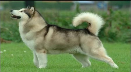 10 Ways to Stop Excessive Dog Barking