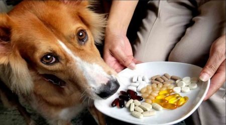 Top 10 Best Joint Supplements for Labrador Retriever in 2025 (Reviews & Buying Guide)