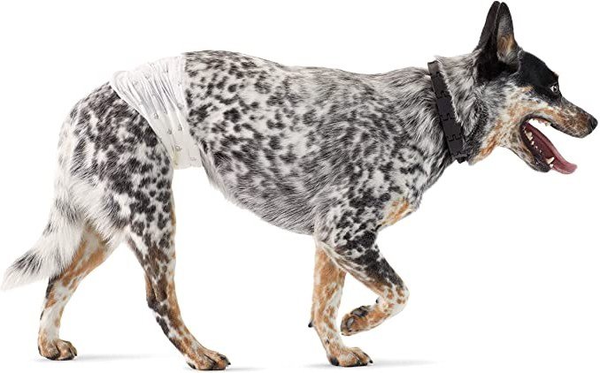 AmazonBasics Male Dog Wrap — Best Male Diaper