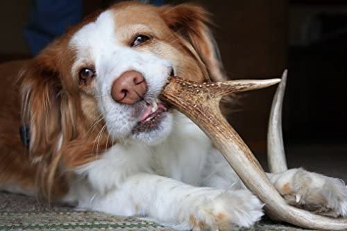 Deer Antler Dog Chew Toys for Puppies