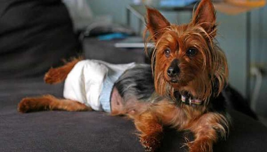 Best Dog Diapers for Poop 2