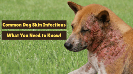 Common Dog Skin Infections: What You Need to Know