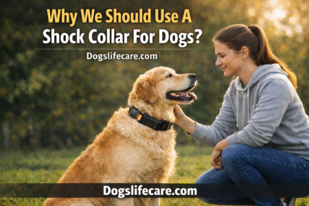 Why We Should Use A Shock Collar For Dogs?