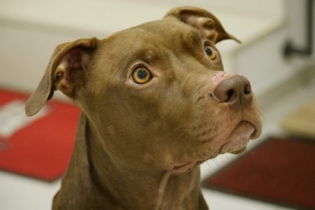 Cool Pitbull Dog Names in 2025