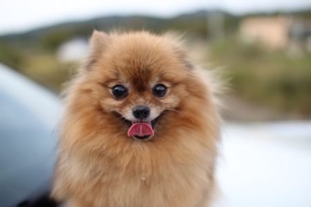 Best Harness For Pomeranian in 2025 (Reviews & Buying Guide)