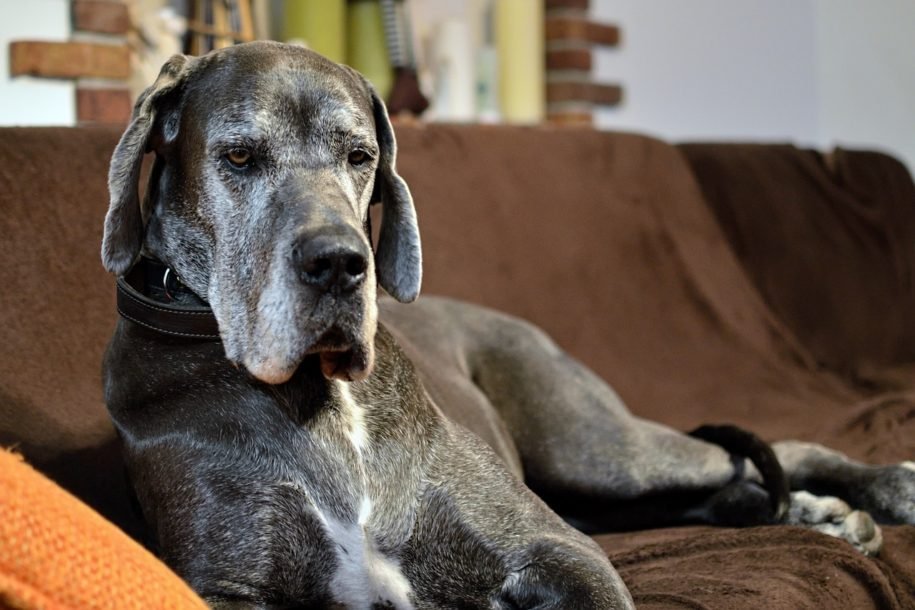 Top 5 Best Dog Beds for Great Danes Reviews in 2025 – Buying Guide