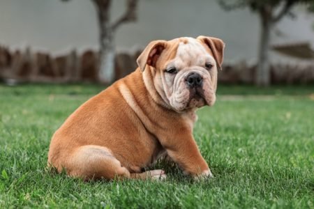 Top Amazing Names For Bulldog in 2025