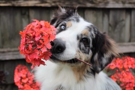 The Cutest Flower Names For Dogs in 2025