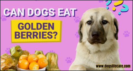 Can Dogs Eat Golden Berries?
