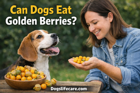 Can Dogs Eat Golden Berries?