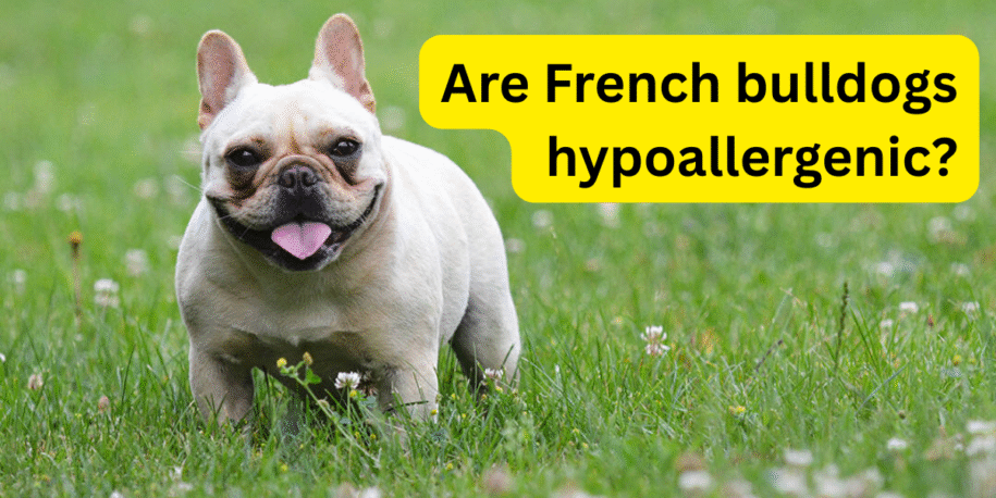Are French Bulldogs Hypoallergenic? Clear Facts and Safer Picks