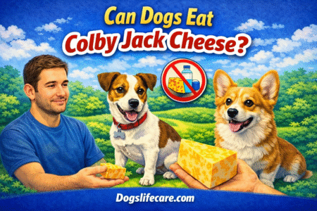Can Dogs Eat Colby Jack Cheese?