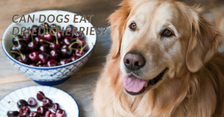 Can Dogs Eat Dried Cherries? Risks, Symptoms, and Safer Treats
