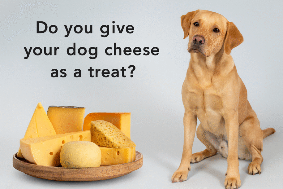 Do You Give Your Dog Cheese as a Treat? Safe, Simple Tips That Work