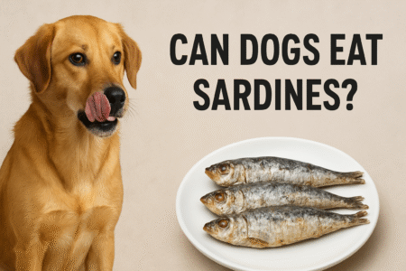Ultimate Guide: Can Dogs Eat Sardines? Benefits, Risks & Expert Tips
