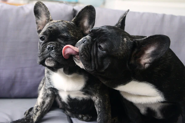 French Bulldog kissing his French Bulldog kissing his