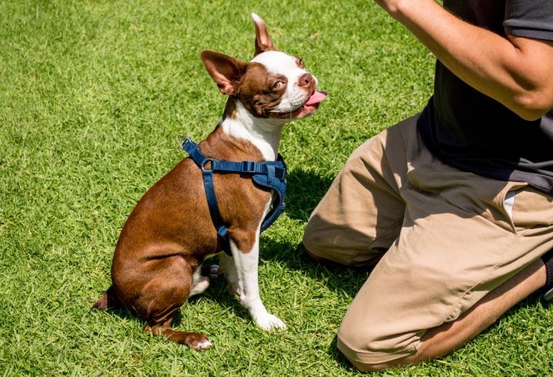 boston terrier puppy being trained by owner LI Cook shutterstock boston terrier puppy being trained by owner LI Cook shutterstock