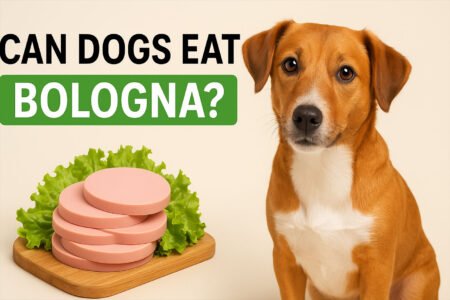 Can Dogs Eat Bologna? What Pet Parents Need to Know Before Sharing a Slice