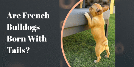 Are French Bulldogs Born With Tails? What Owners Should Know