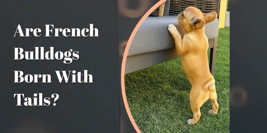 Are French Bulldogs Born With Tails? What Owners Should Know