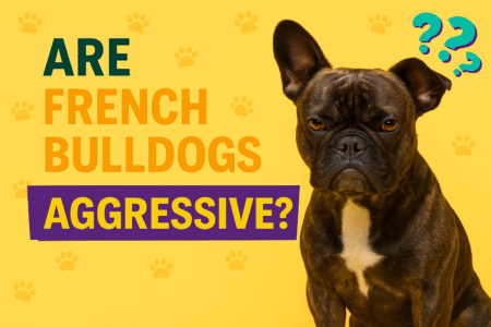 Are French Bulldogs Aggressive? Temperament, Triggers, and Training That Works