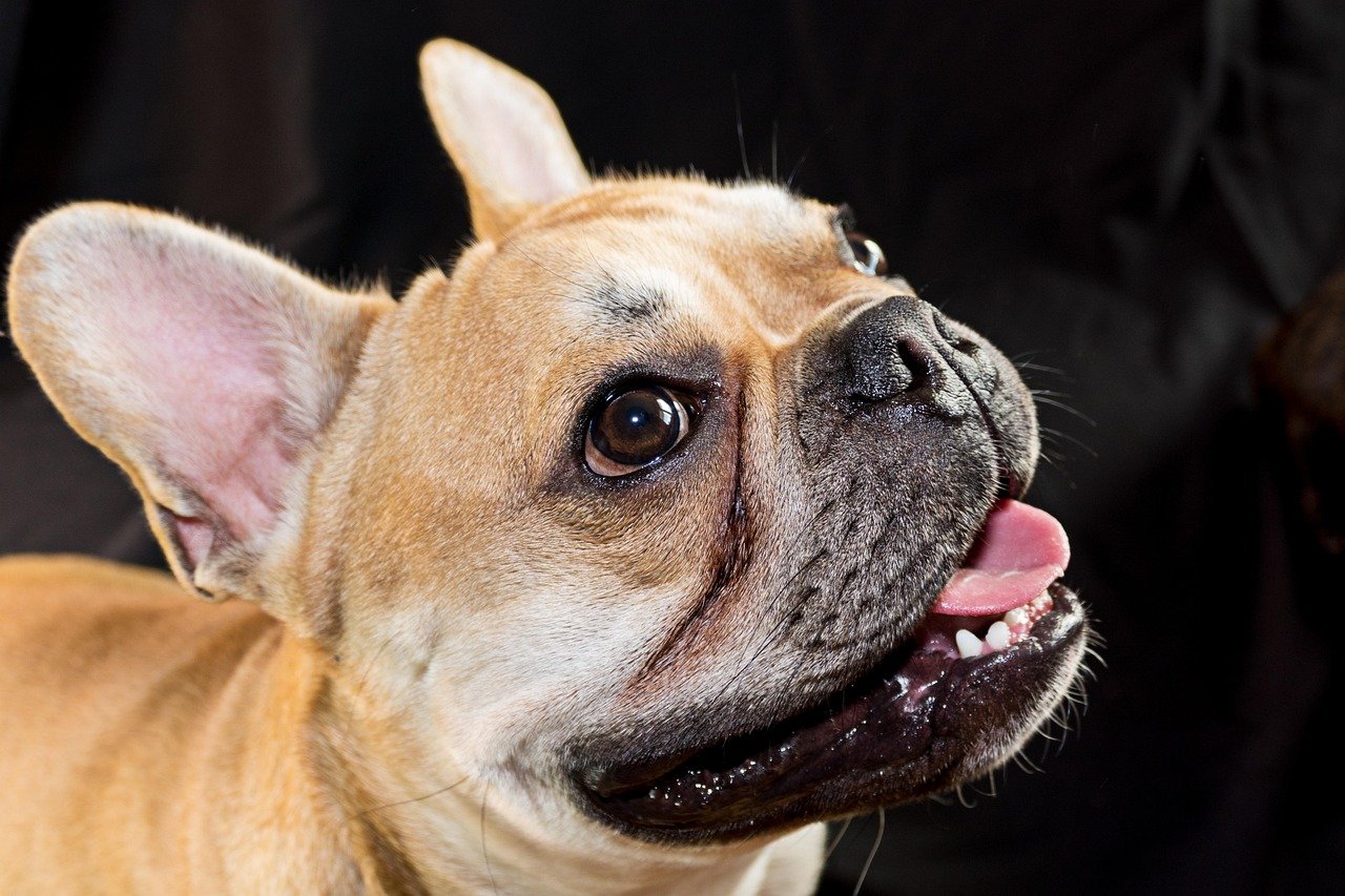 French Bulldog French Bulldog