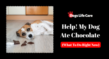 Help! My Dog Ate Chocolate (What To Do Right Now)
