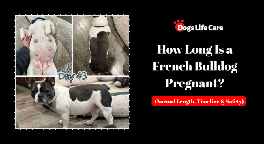 How Long Is a French Bulldog Pregnant? (Normal Length, Timeline & Safety)