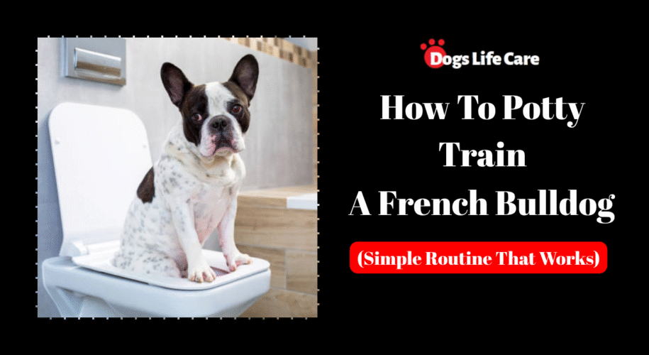 How To Potty Train A French Bulldog (Simple Routine That Works)