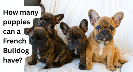 How Many Puppies Can a French Bulldog Have? Litter Size, Risks, and What to Expect