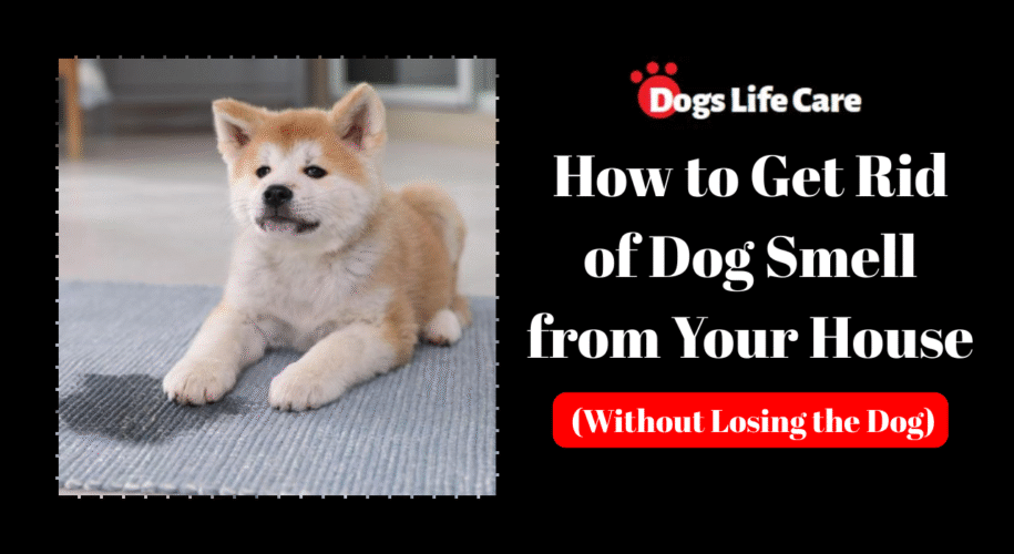 How to Get Rid of Dog Smell from Your House (Without Losing the Dog)