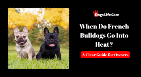 When Do French Bulldogs Go Into Heat? A Clear Guide for Owners