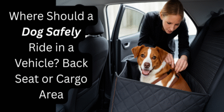 Where Should a Dog Safely Ride in a Vehicle? Back Seat or Cargo Area