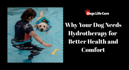 Why Your Dog Needs Hydrotherapy for Better Health and Comfort
