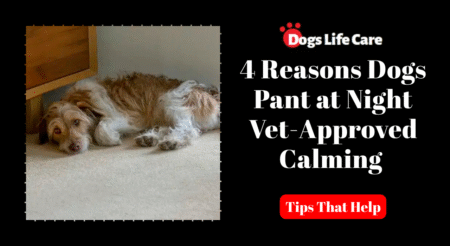 4 Reasons Dogs Pant at Night (Vet-Approved Calming Tips That Help)
