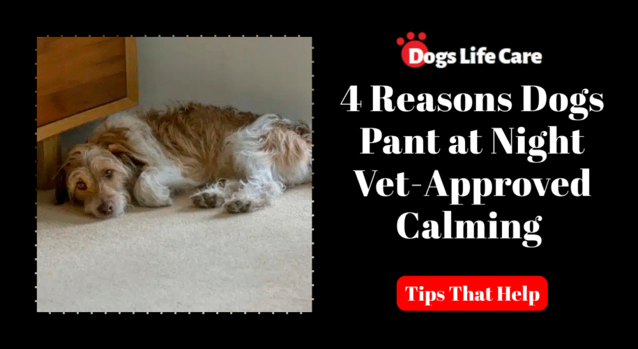 4 Reasons Dogs Pant at Night (Vet-Approved Calming Tips That Help)