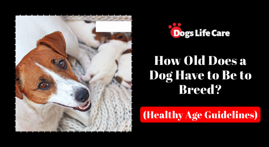 How Old Does a Dog Have to Be to Breed? (Healthy Age Guidelines)