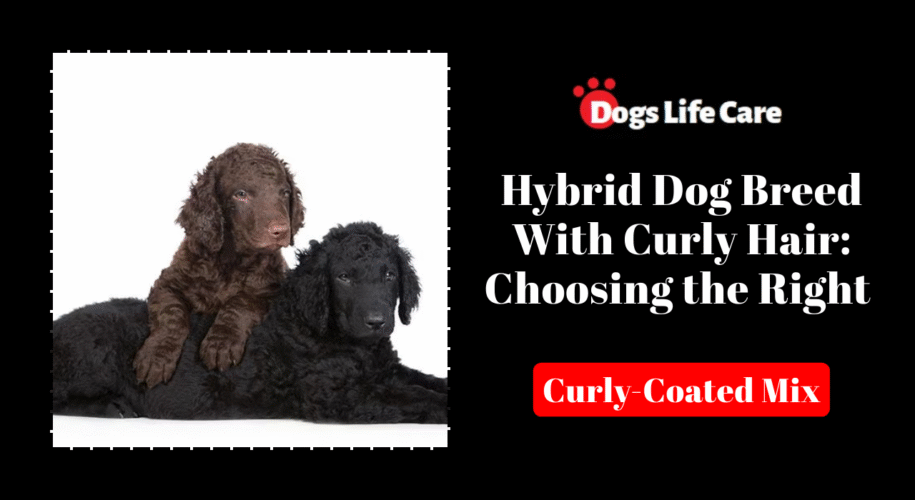 Hybrid Dog Breed With Curly Hair: Choosing the Right Curly-Coated Mix