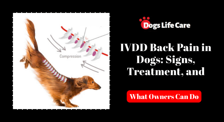 IVDD Back Pain in Dogs: Signs, Treatment, and What Owners Can Do