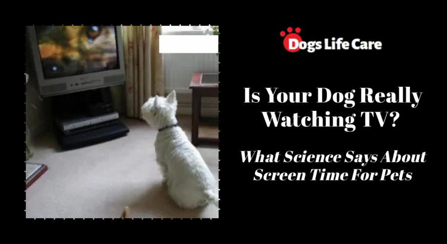 Is Your Dog Really Watching TV? What Science Says About Screen Time For Pets