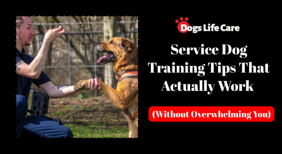 Service Dog Training Tips That Actually Work (Without Overwhelming You)